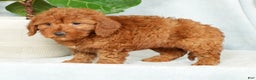Mini Goldendoodle dogs for sale: Callie - Ad 6