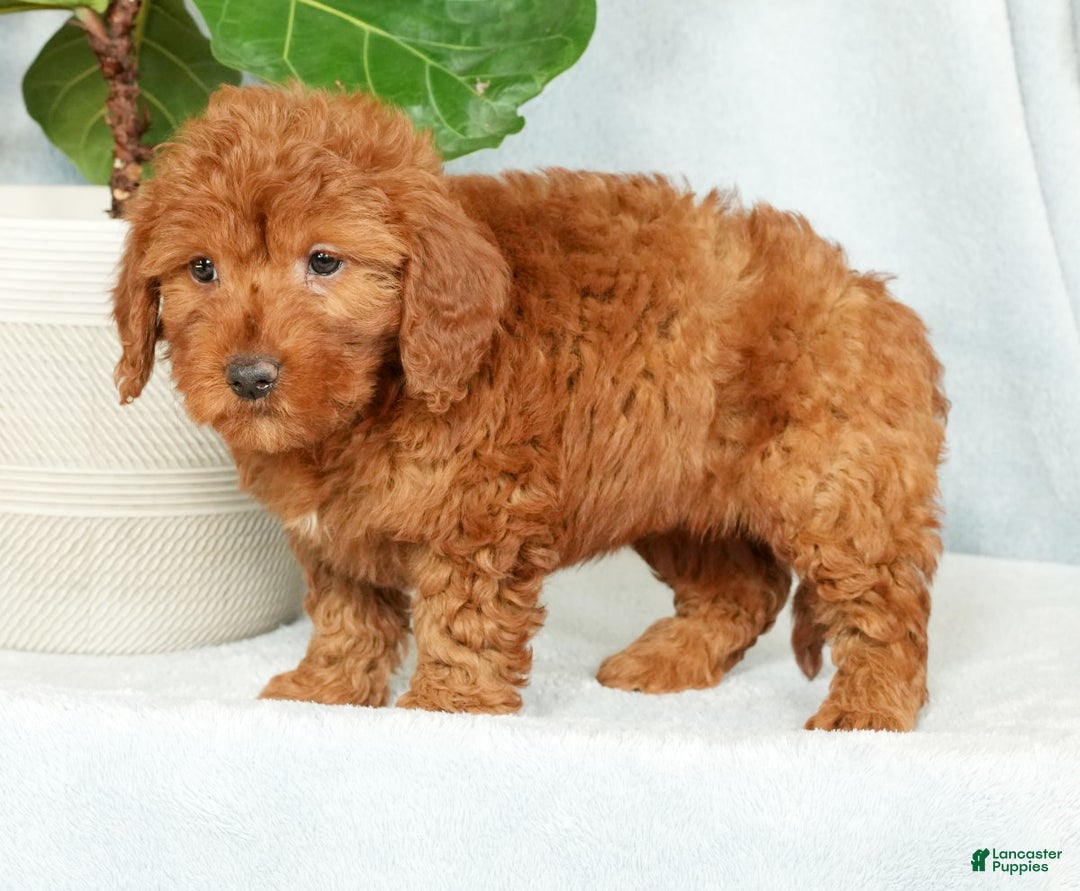 Mini Goldendoodle dogs for sale: Callie - Ad 6