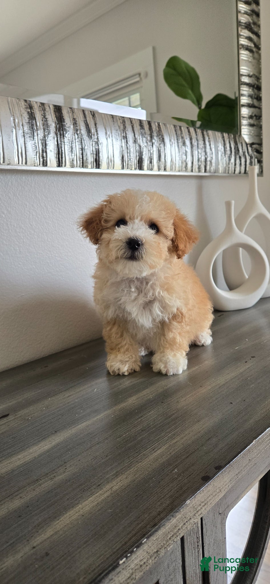 Toy Poodle dogs Toy Poodle Puppy 3 - Ad 16