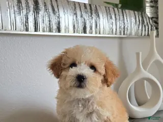 Toy Poodle dogs Toy Poodle Puppy 3 - Ad 16