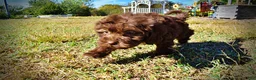 Havapoo dogs for sale: Prince - Ad 21