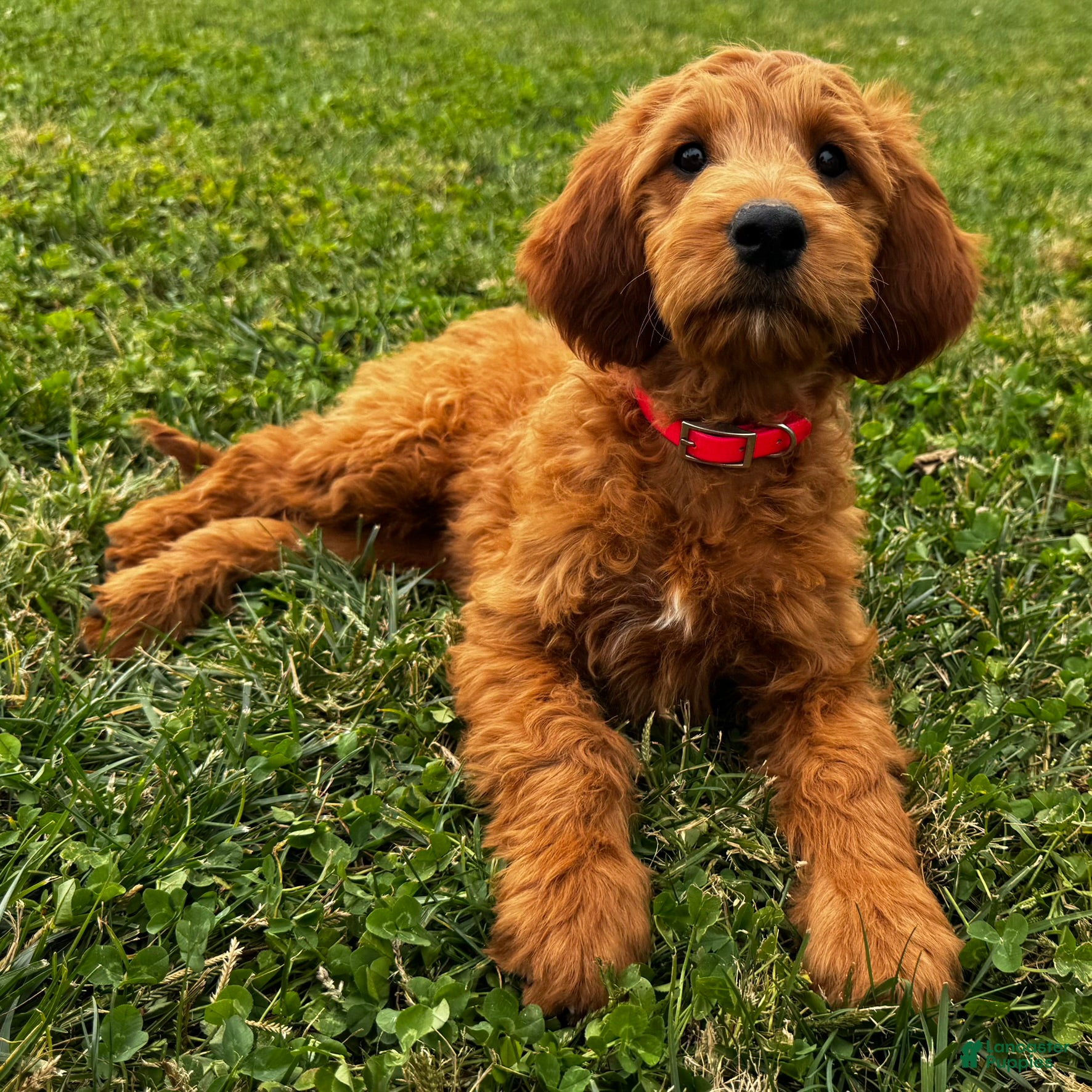 Mixed Breed dogs Ginger - Ad 2