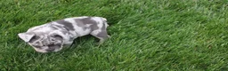 French Bulldog dogs for sale: French Bulldog Puppy 4 - Ad 7