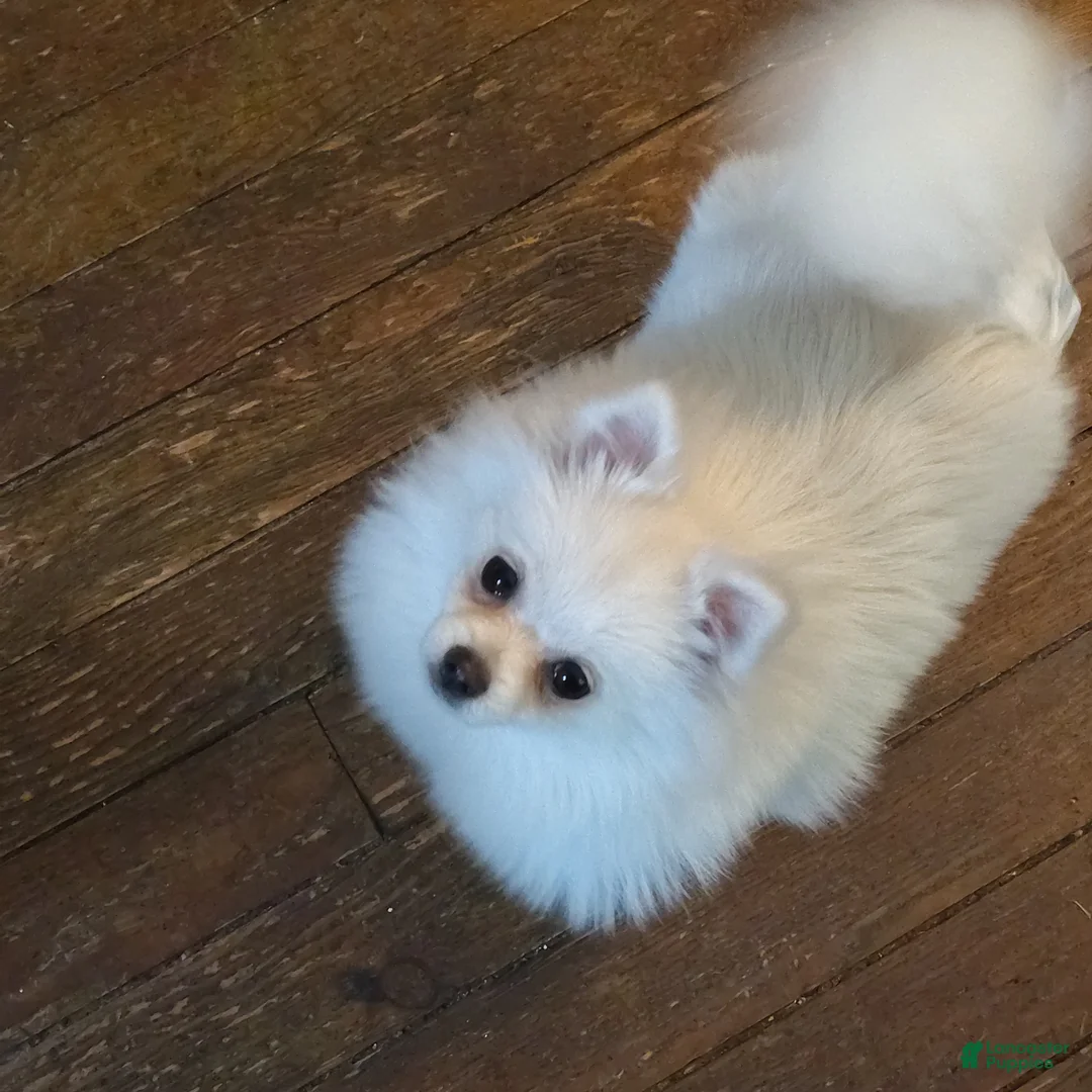 Pomeranian dogs for sale: Cecilia - Ad 6