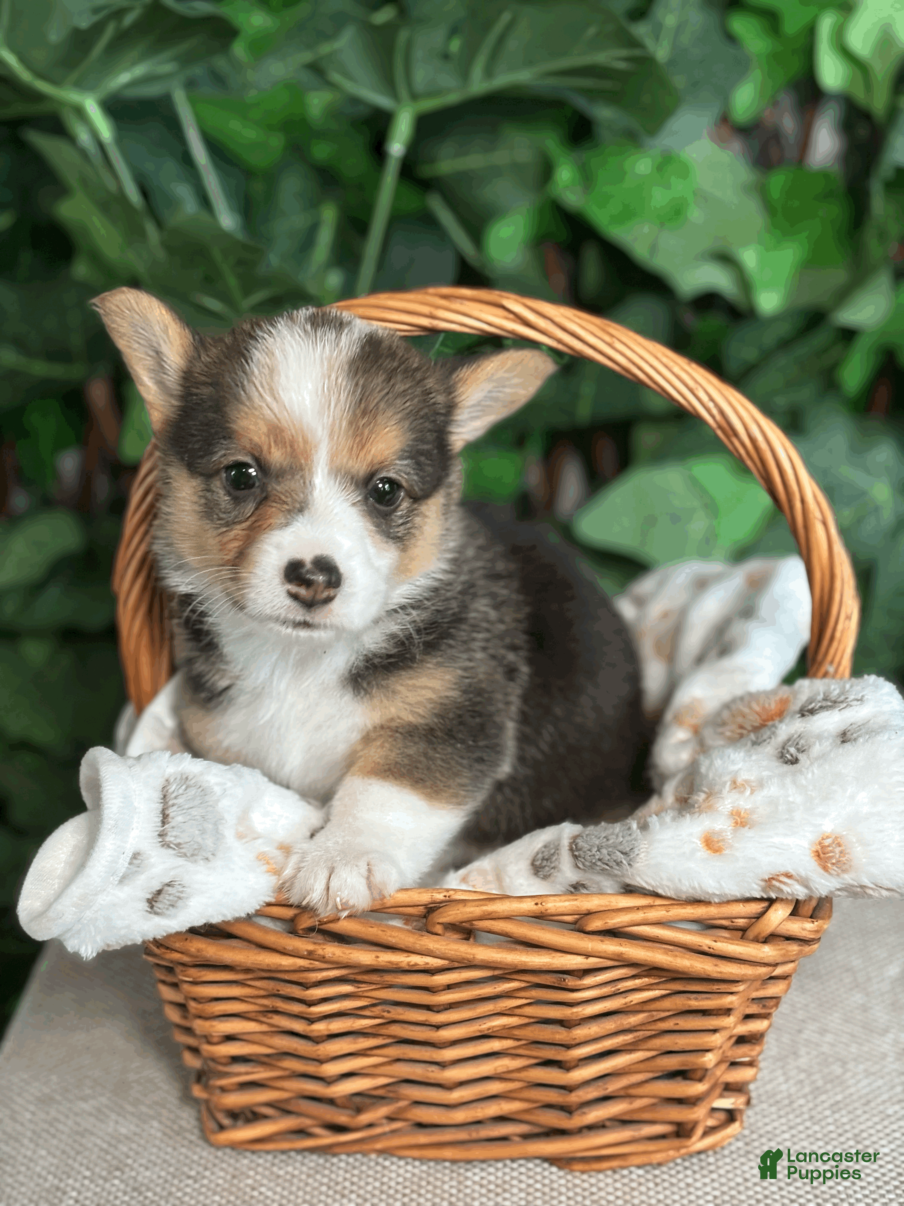 American Corgi dogs Tricolor Male - Leonardo - Ad 1