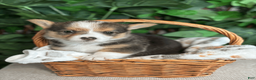 American Corgi dogs for sale: Tricolor Male - Leonardo - Ad 1
