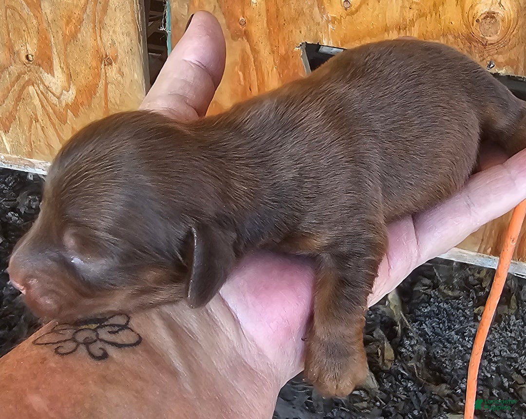 Miniature Dachshund dogs for sale: Arrow Long-haired  - Ad 2