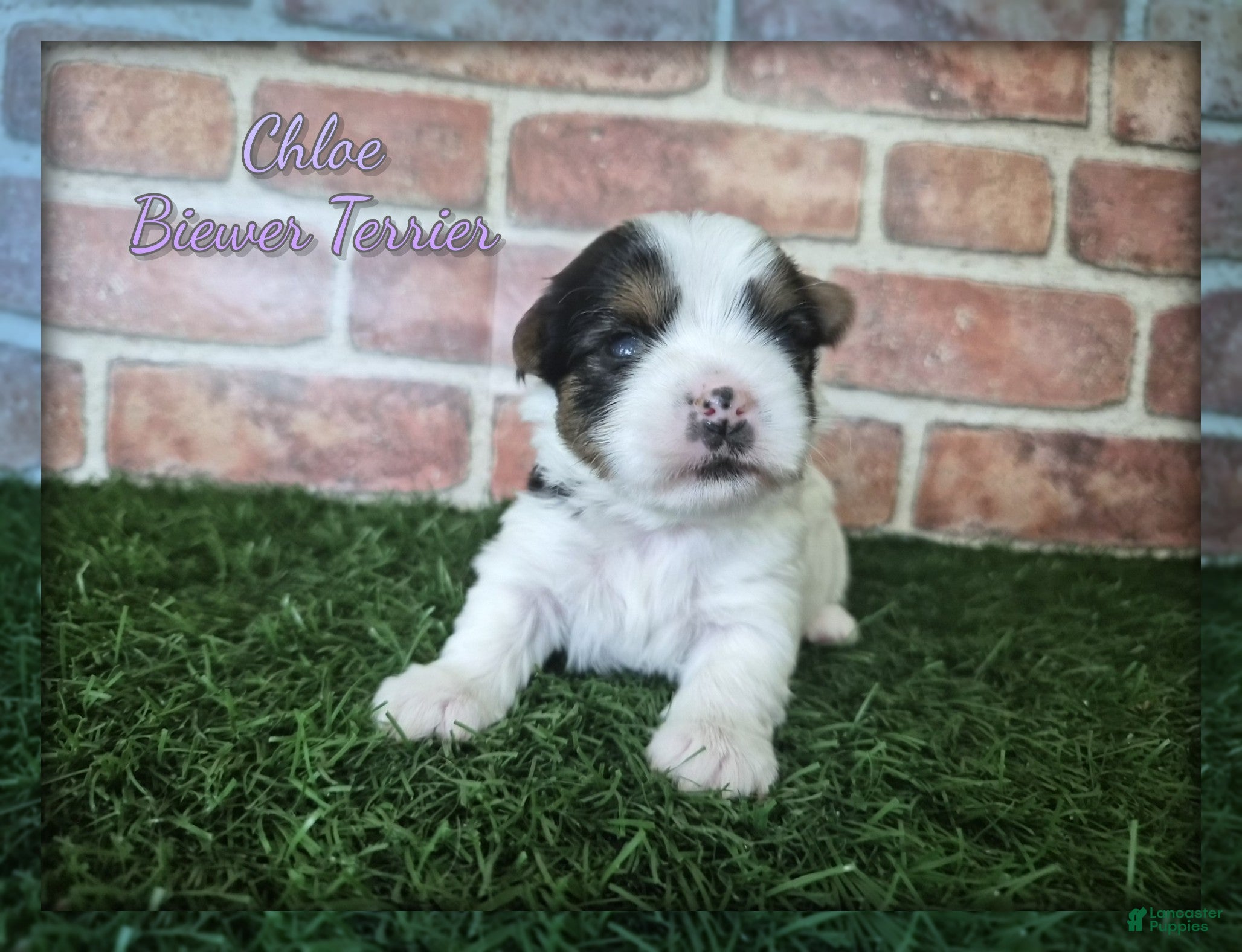 Yorkshire Terrier dogs Chloe - Ad 1