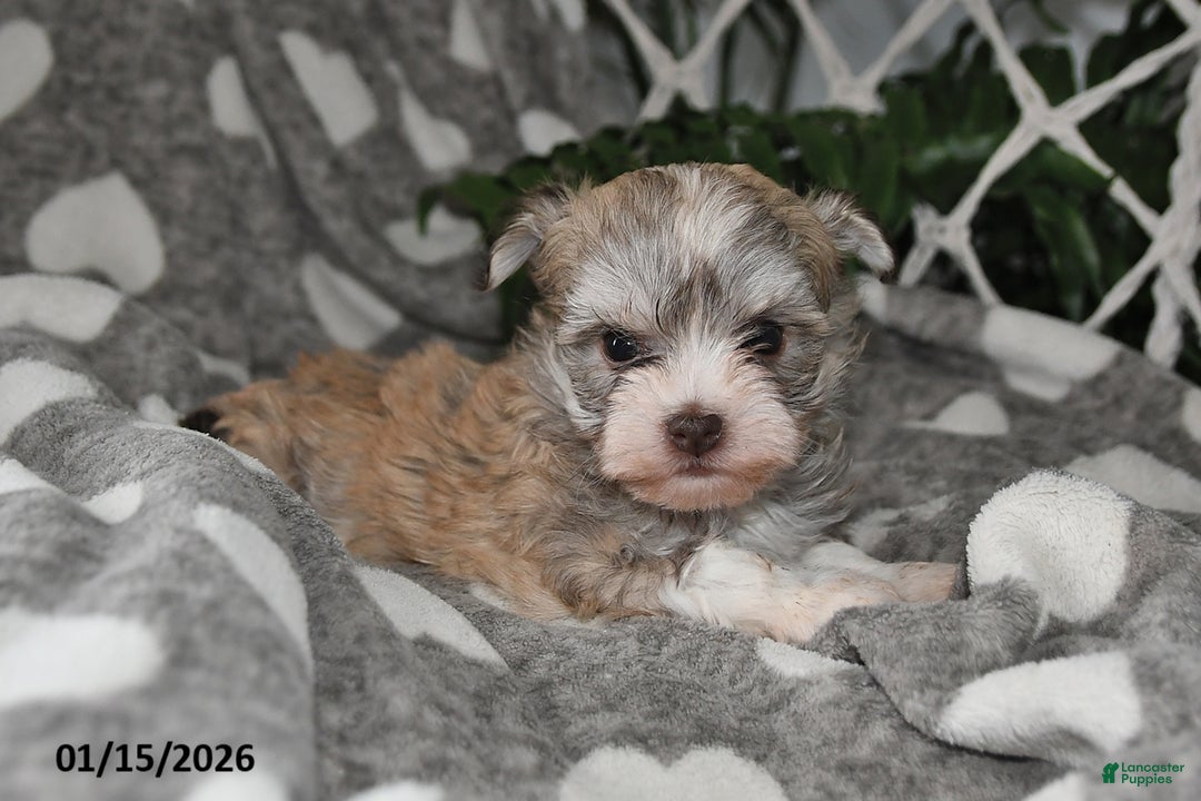Havanese dogs for sale: Gypsy - Ad 2