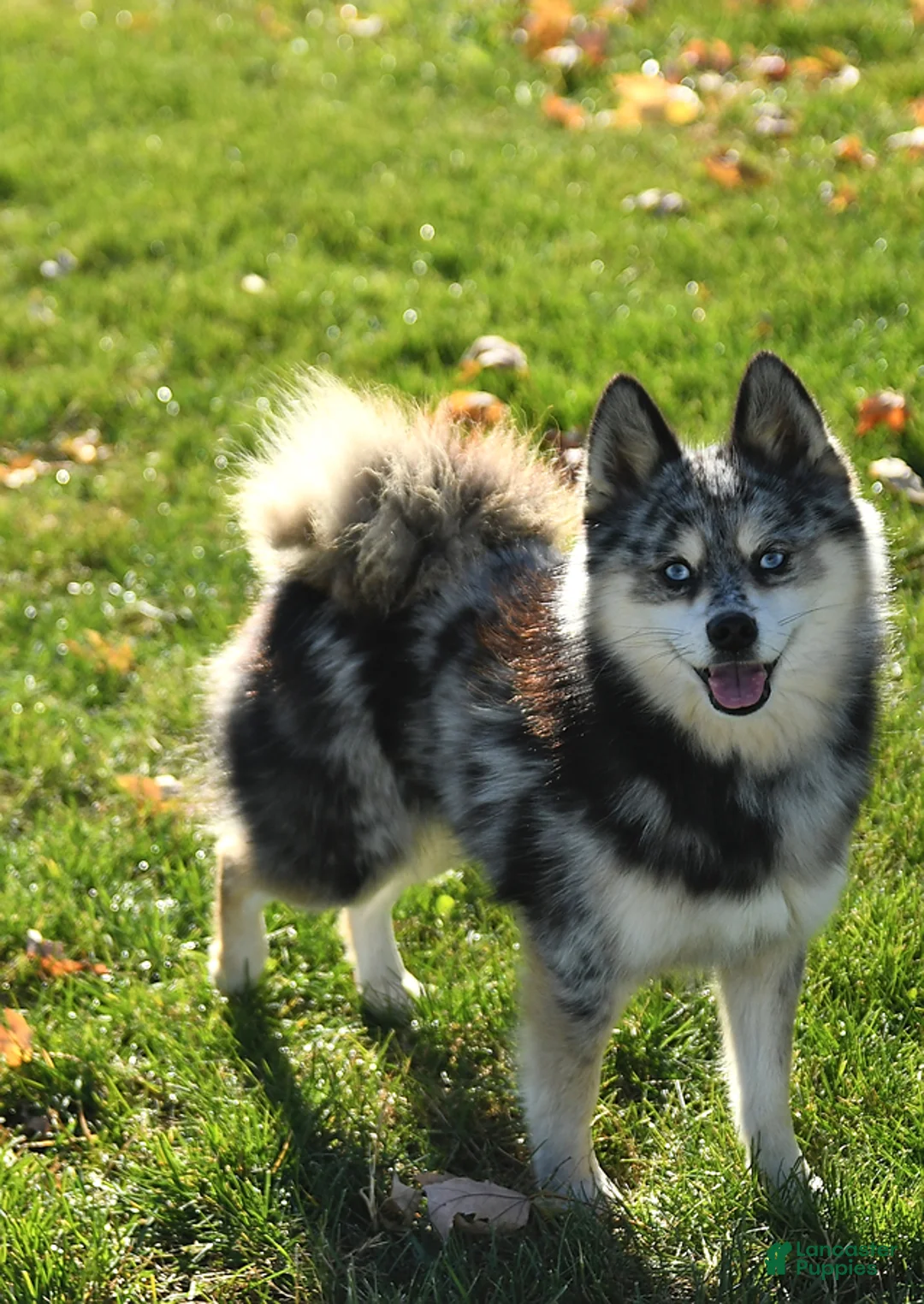Pomsky dogs for sale: Lacy - Ad 7