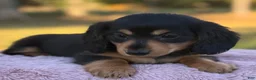 Miniature Dachshund dogs for sale: Etta - Ad 11
