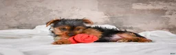 Yorkshire Terrier dogs for sale: Rose - Ad 8