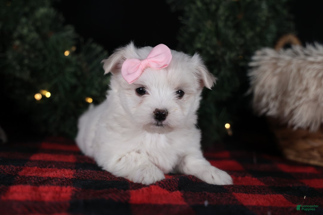 Maltese dogs for sale: ANGIE - Ad 16