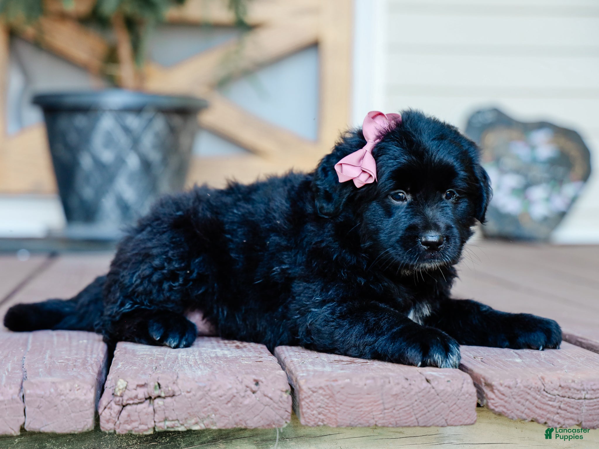 Mixed Breed dogs Chelsie Golden Retriever/Jug Pup - Ad 2