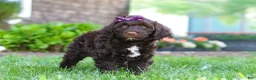 Portuguese Water Dog dogs for sale: Hailey - Ad 6