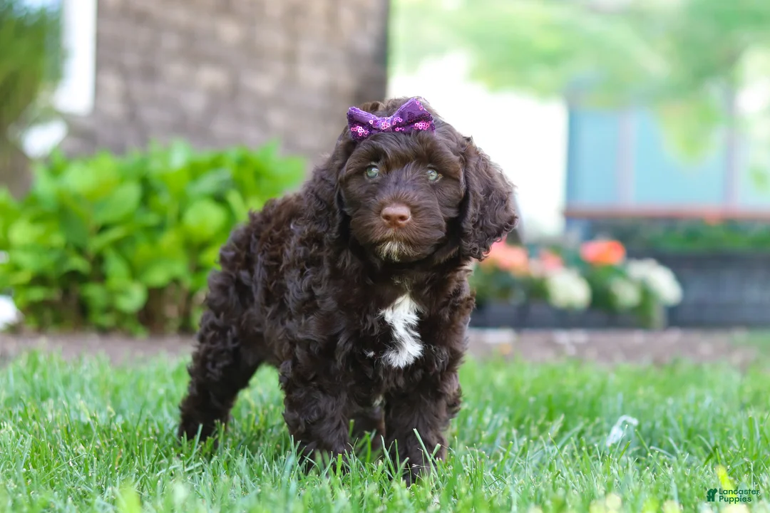 Portuguese Water Dog dogs for sale: Hailey - Ad 6