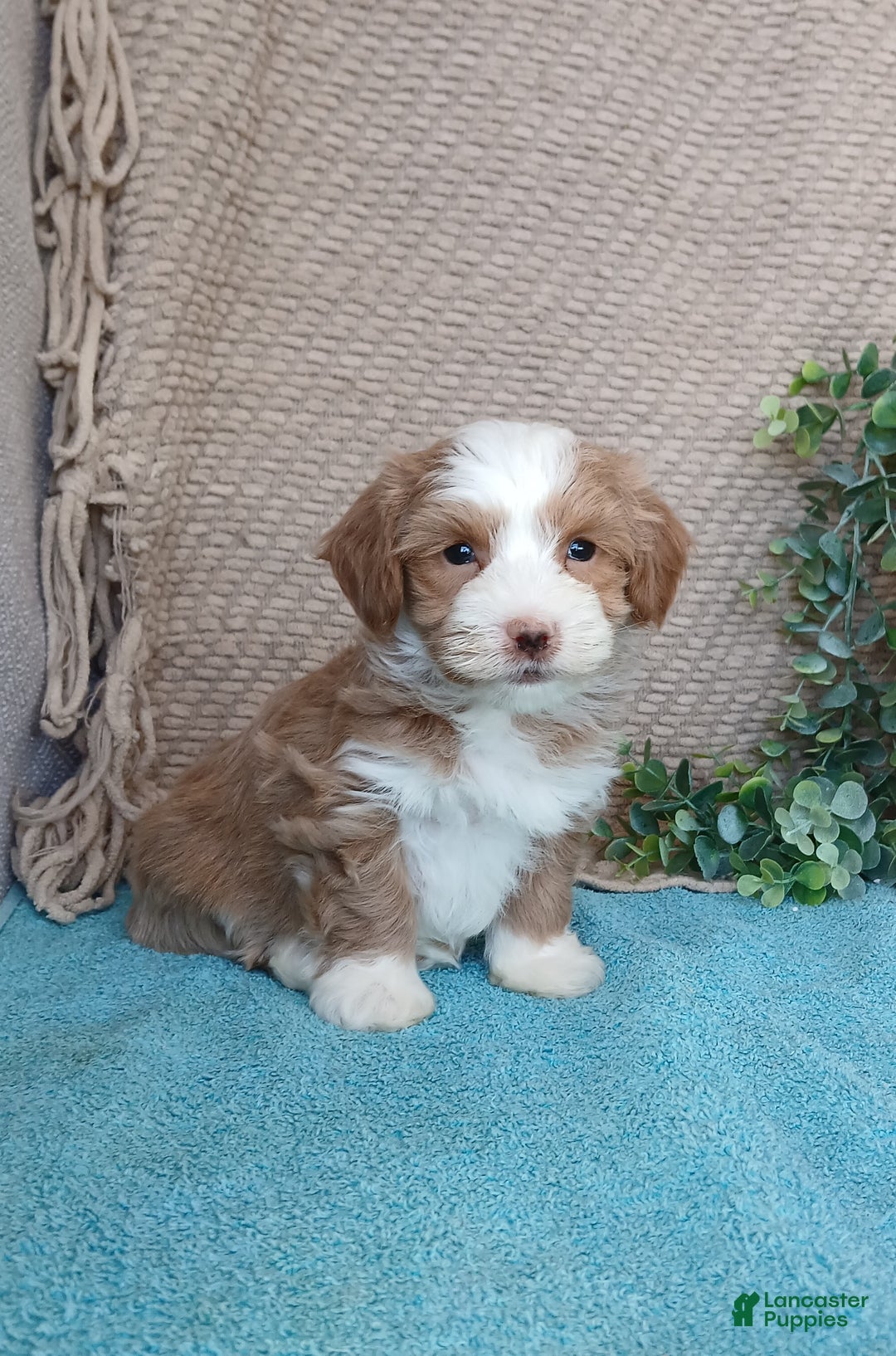 Havanese dogs for sale: Monroe - Ad 5