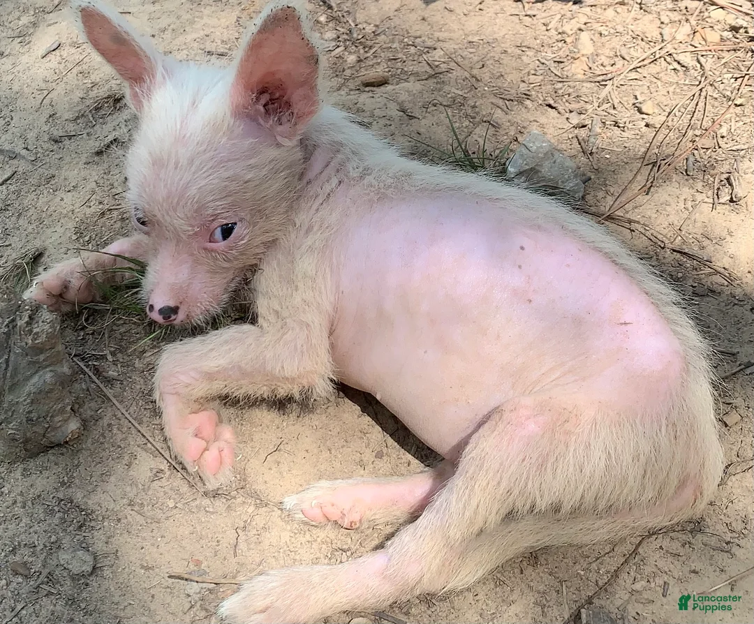 Chinese Crested dogs for sale: White HH boy  - Ad 1