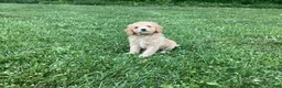 Mini Goldendoodle dogs for sale: Harper - Ad 6