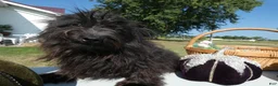 Pomapoo dogs for sale: Pomapoo 2 Mars - Ad 3