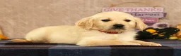 Golden Retriever dogs for sale: Gus - Ad 4