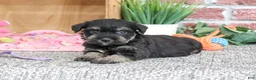 Miniature Schnauzer dogs for sale: Tessa - Ad 1