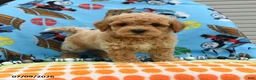 Bichpoo dogs for sale: Chubs - Ad 4