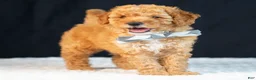 Mini Goldendoodle dogs for sale: Samson - Ad 2