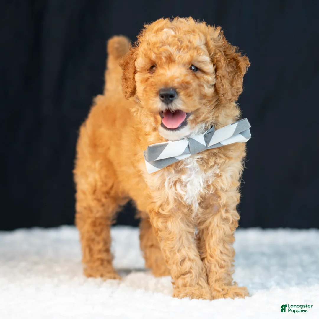 Mini Goldendoodle dogs for sale: Samson - Ad 2