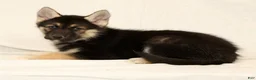Gerberian Shepsky dogs for sale: Tessa - Ad 4