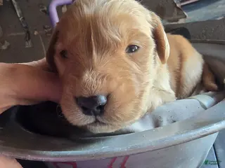 Golden Retriever dogs Golden Retriever Puppy 1 - Ad 10