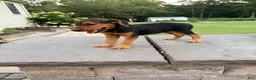 Airedale Terrier dogs for sale: AKC Dolly  - Ad 3