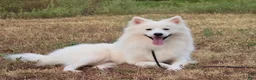 Pomsky dogs for sale: Aspen - Ad 4