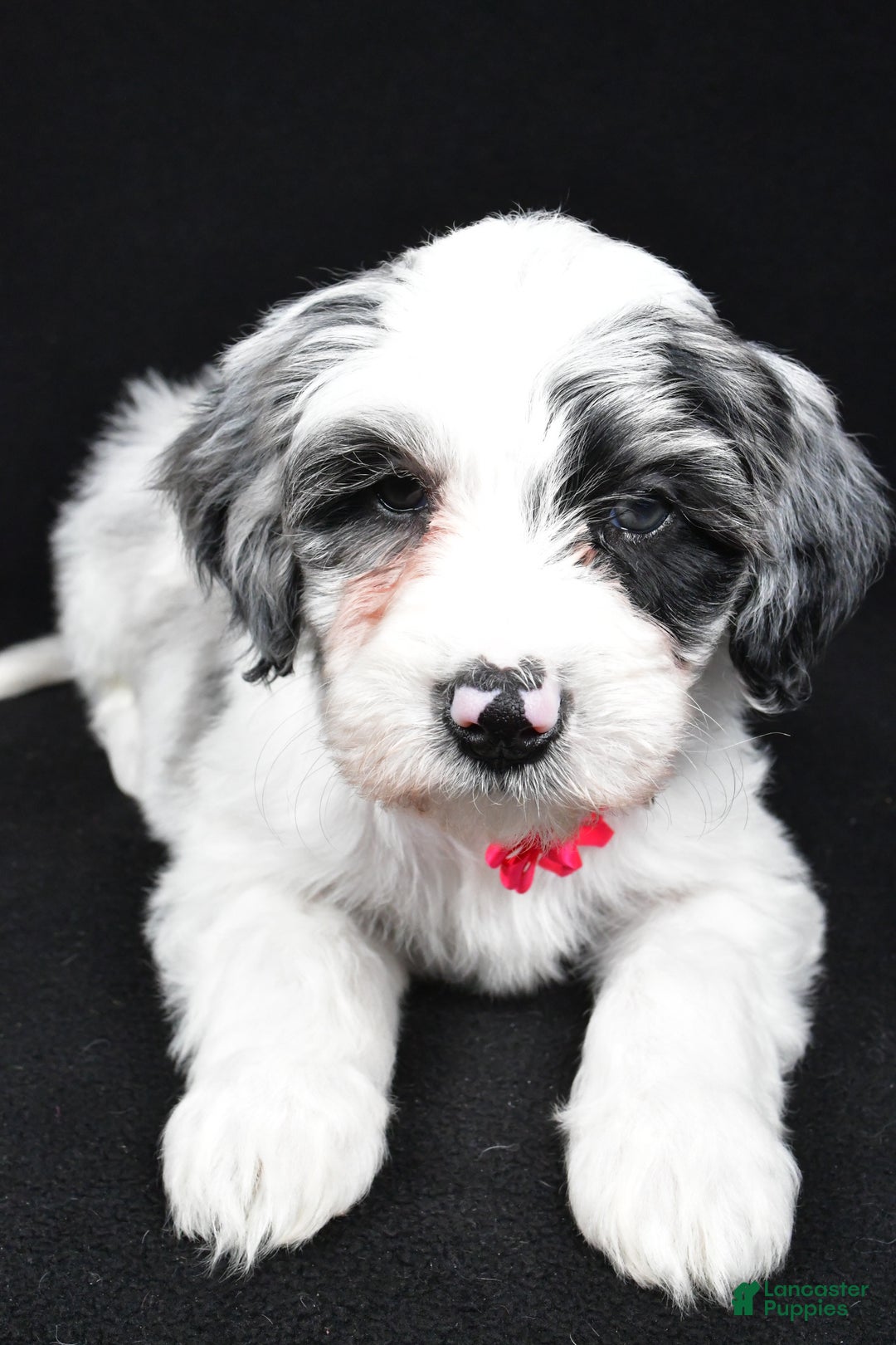 Sheepadoodle dogs for sale: Cassie - Ad 4