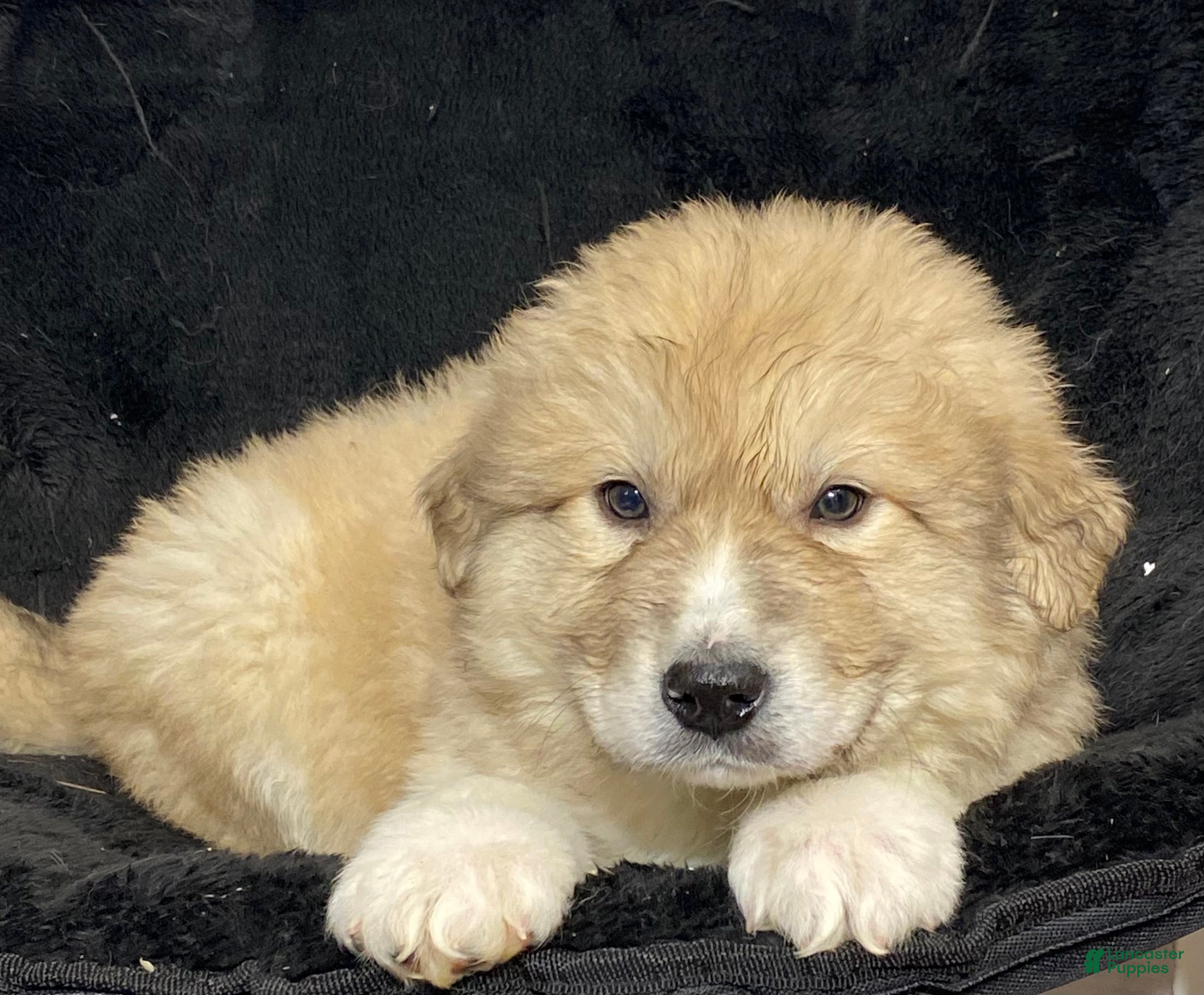 Great Pyrenees dogs George  - Ad 31