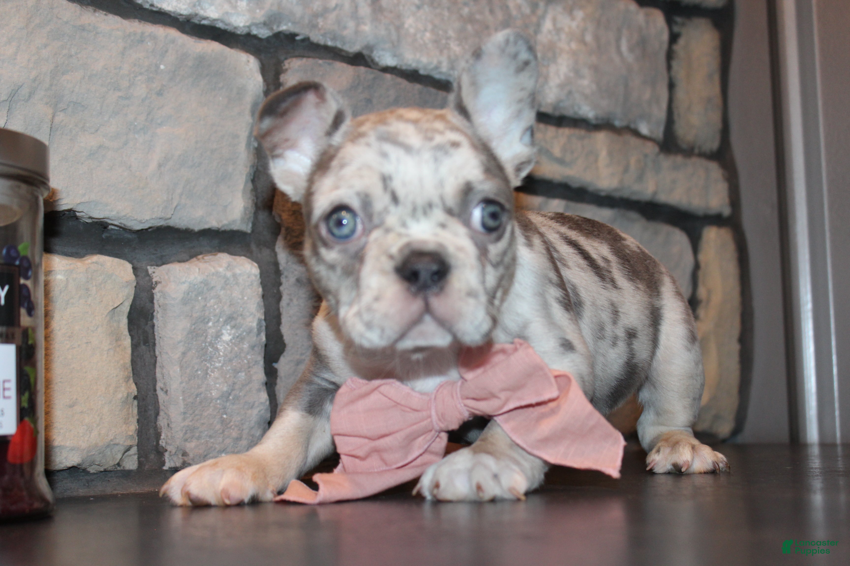 French Bulldog dogs AKC Piper - Ad 2