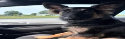 Mixed Breed dogs for sale: Luna - Ad 9