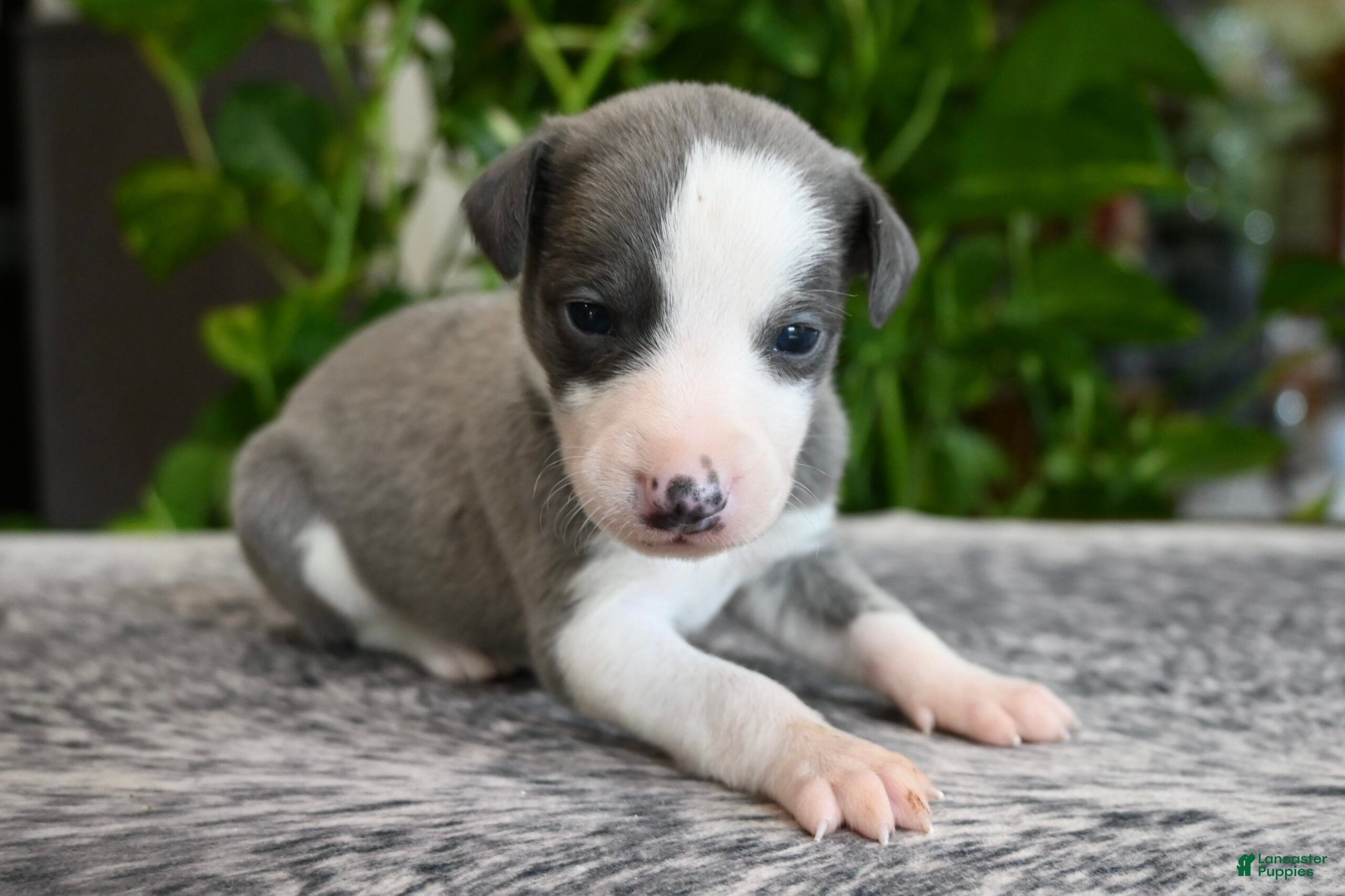 Whippet dogs Starla - Ad 2