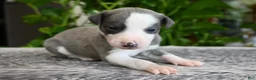 Whippet dogs for sale: Starla - Ad 2
