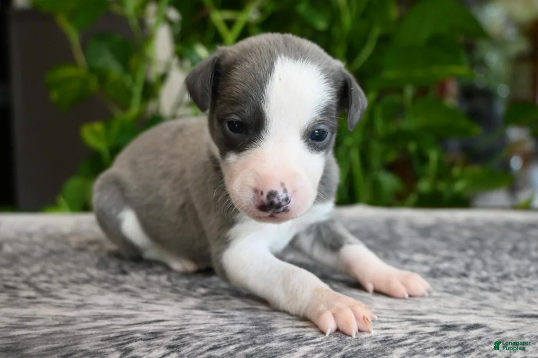 Whippet dogs for sale: Starla - Ad 2