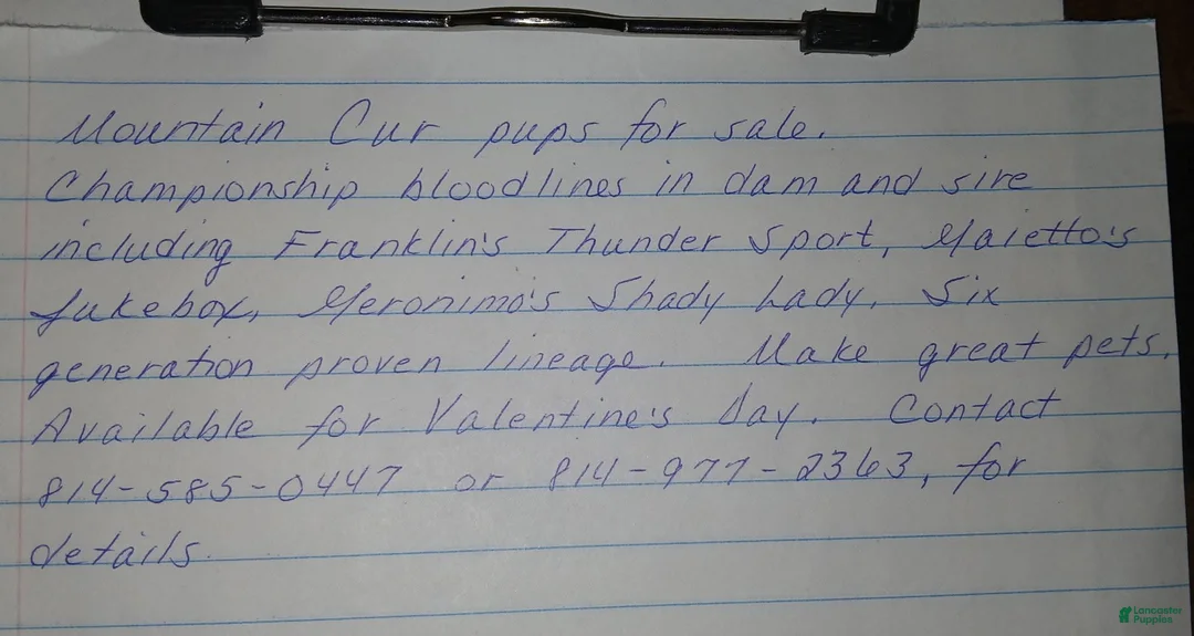 Mountain Cur dogs for sale: Mountain Cur Puppy 5 - Ad 2