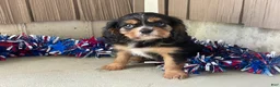 Cavalier King Charles Spaniel dogs for sale: Hudson Cavalier King Charles Spaniel  - Ad 10