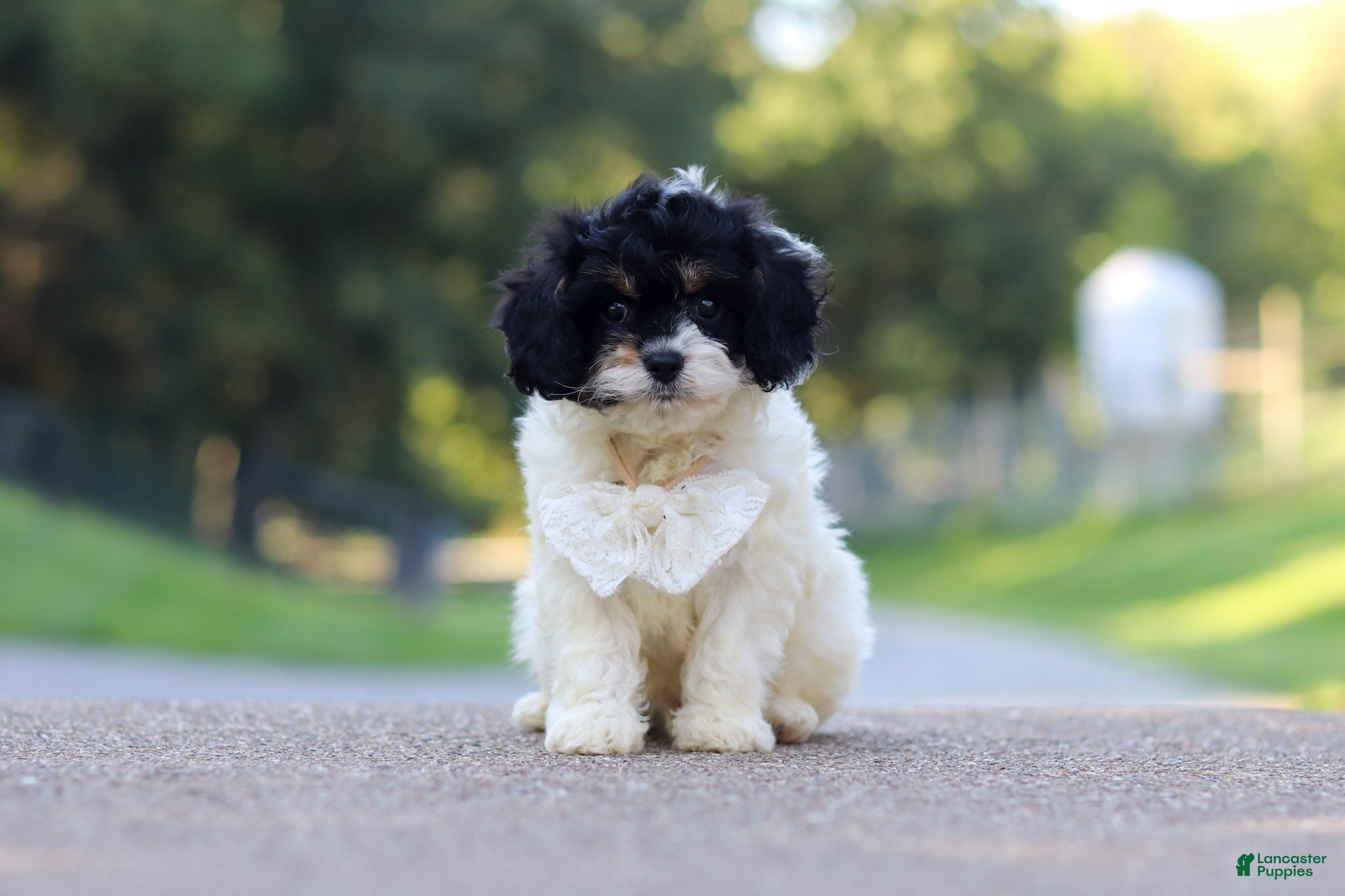 Cavapoo dogs for sale: Rubble - Ad 3