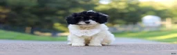 Cavapoo dogs for sale: Rubble - Ad 1