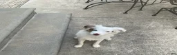 Australian Shepherd dogs for sale: Blue Eyes Red Merle Australian Shepherd  - Ad 6
