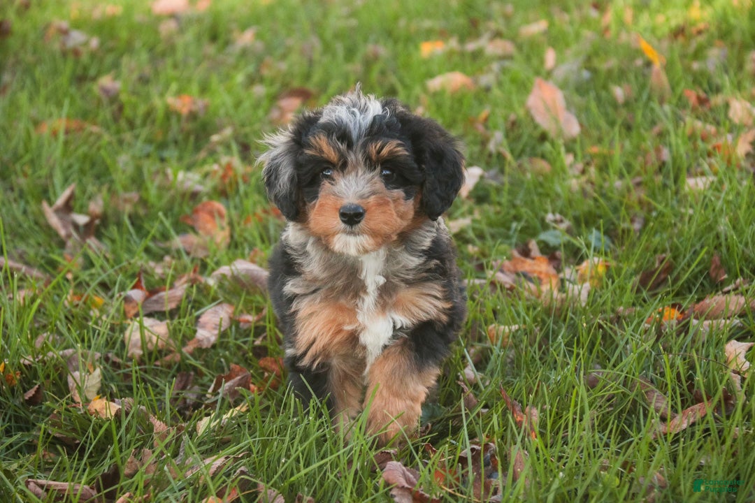 Mini Bernedoodle dogs Maple F1 Mini Bernedoodle  - Ad 2