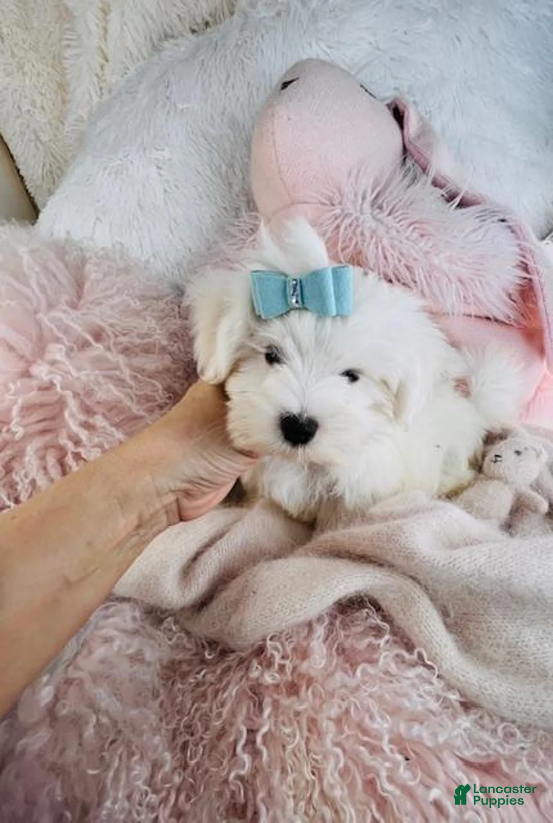 Maltese dogs for sale: Maltese Puppy 2 - Ad 2