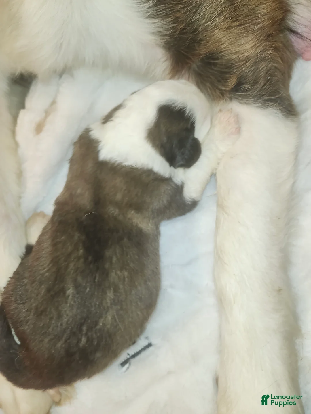 Saint Bernard dogs for sale: Saint Bernard 5 - Ad 1