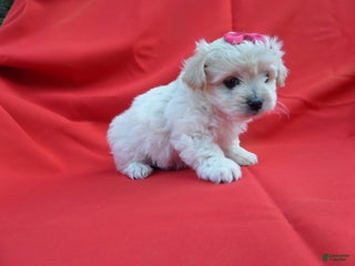 Shihpoo dogs Snowy - Ad 20