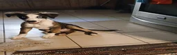 Australian Shepherd dogs for sale: Australian Shepherd 1 Misty Blue - Ad 2